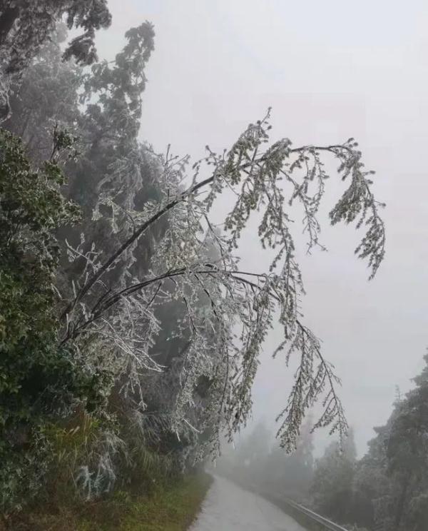 万物皆可“冰墩墩”！广东多地迎来雾凇冰挂“雪景”奇观，美不胜收
