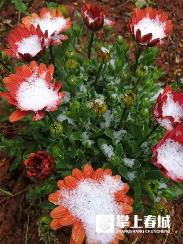 2℃！昆明又下雪了！寒潮预警升级…多条高速路段临时交通管制