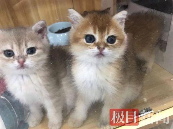 月薪8000起,上班撸猫,你愿意做一位猫粮品尝师吗? 月薪8000起,上班撸猫,你愿意做一位猫粮品尝师吗?