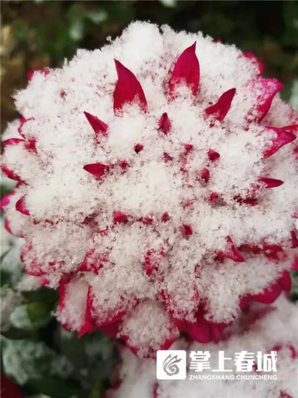 2℃！昆明又下雪了！寒潮预警升级…多条高速路段临时交通管制