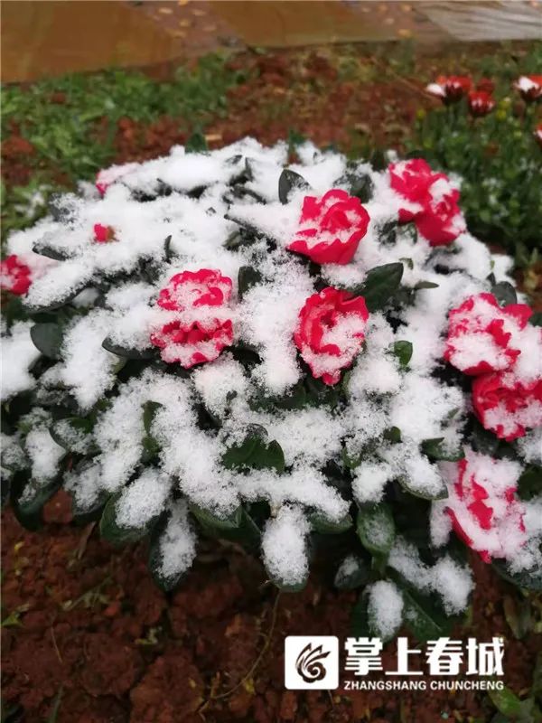 2℃！昆明又下雪了！寒潮预警升级…多条高速路段临时交通管制