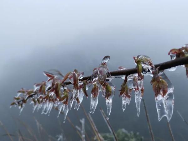万物皆可“冰墩墩”！广东多地迎来雾凇冰挂“雪景”奇观，美不胜收