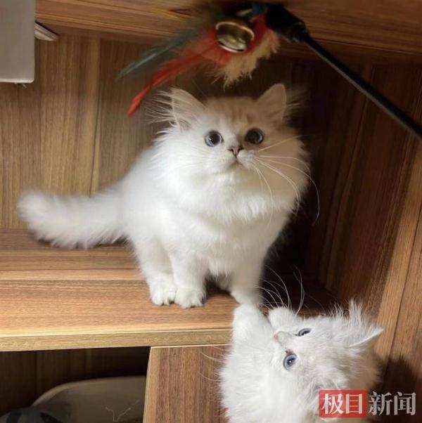 月薪8000起,上班撸猫,你愿意做一位猫粮品尝师吗? 月薪8000起,上班撸猫,你愿意做一位猫粮品尝师吗?