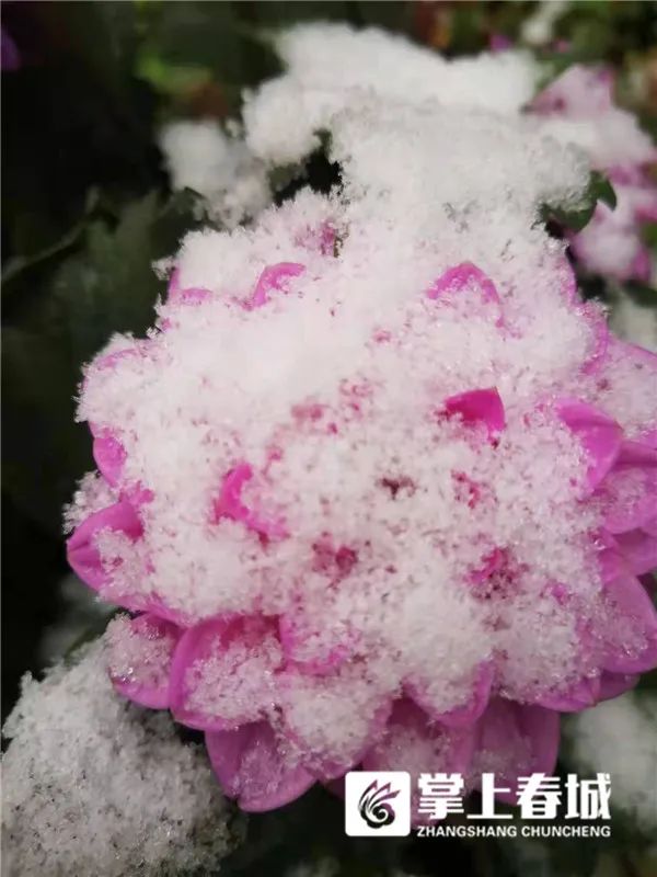 2℃！昆明又下雪了！寒潮预警升级…多条高速路段临时交通管制