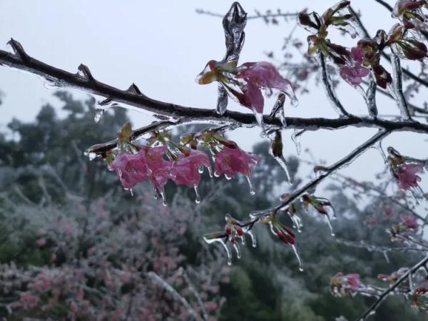万物皆可“冰墩墩”！广东多地迎来雾凇冰挂“雪景”奇观，美不胜收