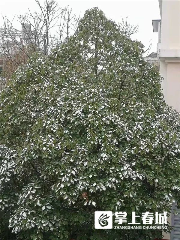 2℃！昆明又下雪了！寒潮预警升级…多条高速路段临时交通管制
