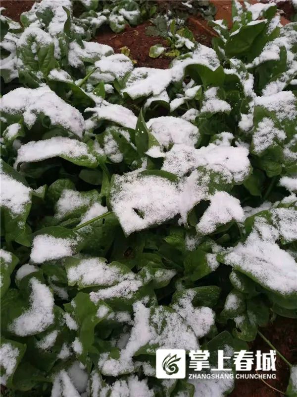 2℃！昆明又下雪了！寒潮预警升级…多条高速路段临时交通管制