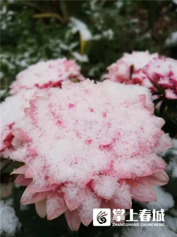 2℃！昆明又下雪了！寒潮预警升级…多条高速路段临时交通管制