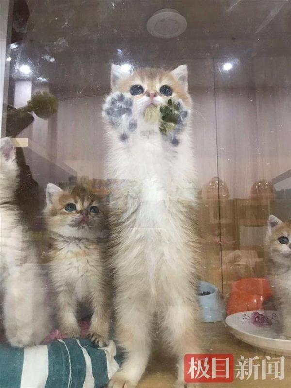 月薪8000起,上班撸猫,你愿意做一位猫粮品尝师吗? 月薪8000起,上班撸猫,你愿意做一位猫粮品尝师吗?