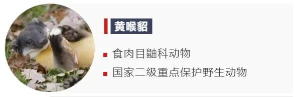 既萌又凶?可以盯着这些小动物看一整天 既萌又凶?可以盯着这些小动物看一整天
