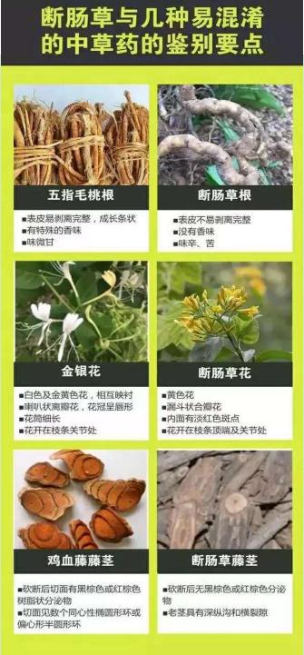 广东重要提醒：不要摘，很危险！