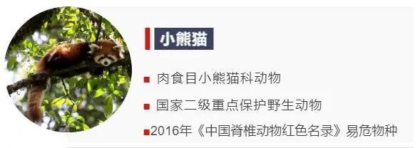既萌又凶?可以盯着这些小动物看一整天 既萌又凶?可以盯着这些小动物看一整天
