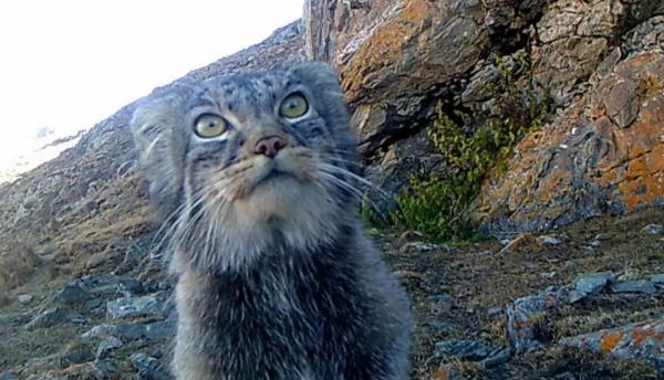 既萌又凶?可以盯着这些小动物看一整天 既萌又凶?可以盯着这些小动物看一整天