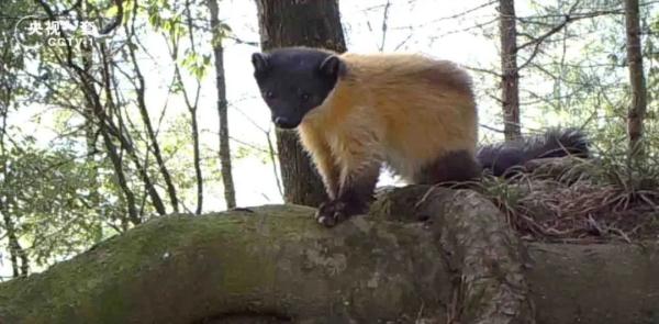 既萌又凶?可以盯着这些小动物看一整天 既萌又凶?可以盯着这些小动物看一整天