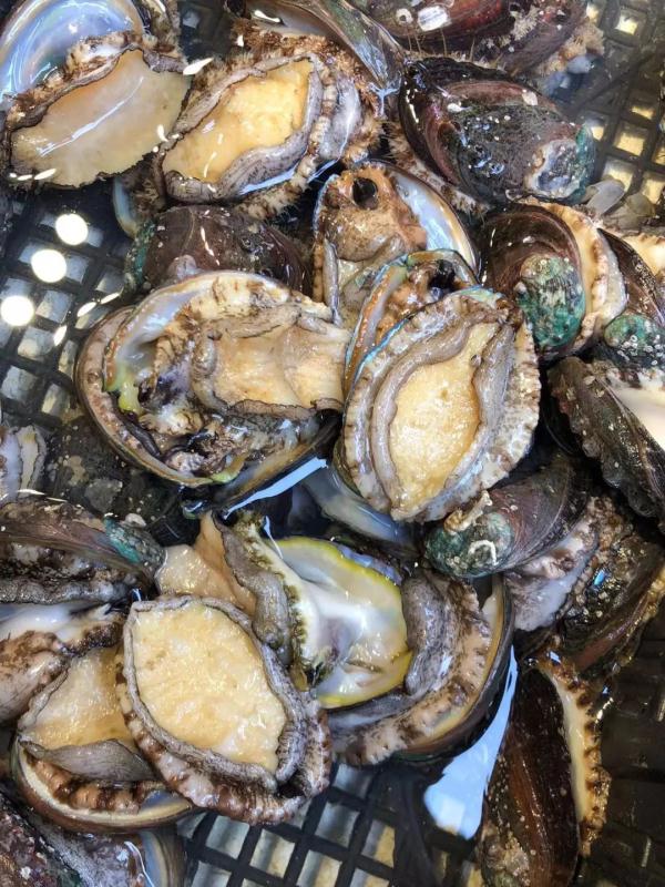 价格回落！鲍鱼4元一只，温州人爱吃的这个菜价格“腰斩”！