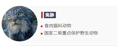 既萌又凶?可以盯着这些小动物看一整天 既萌又凶?可以盯着这些小动物看一整天