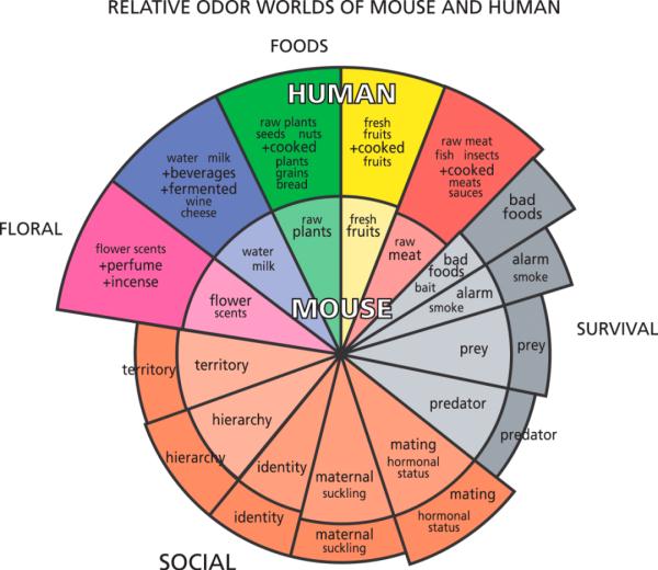 人类的嗅觉正在消失吗? 人类的嗅觉正在消失吗?