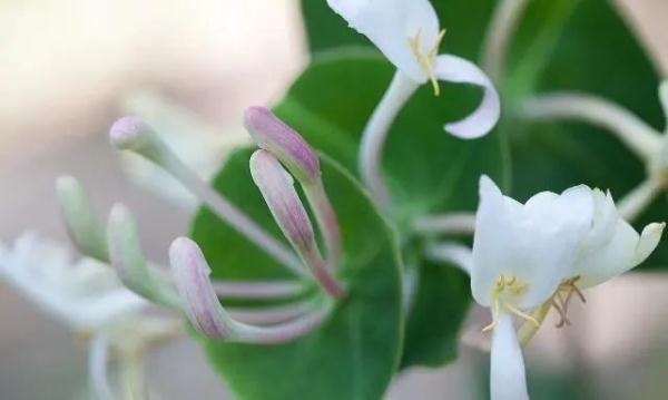 金银花泡水加蜂蜜好吗 金银花和蜂蜜泡水喝的功效