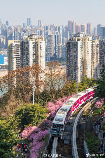 開往春天的列車重慶列車穿行花海好像電影