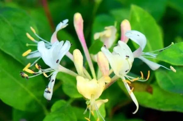 金银花泡水加蜂蜜好吗 金银花和蜂蜜泡水喝的功效