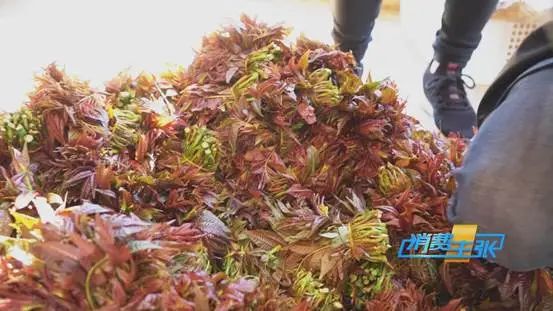 这种“野菜”，一斤卖到120元！还会继续涨？