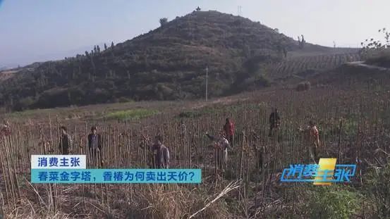 这种“野菜”，一斤卖到120元！还会继续涨？