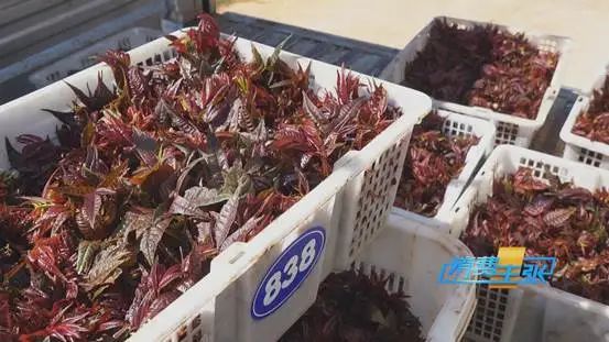 这种“野菜”，一斤卖到120元！还会继续涨？