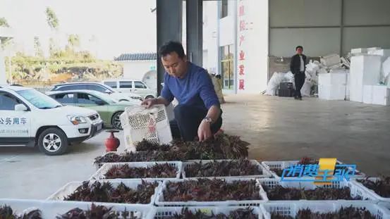 这种“野菜”，一斤卖到120元！还会继续涨？