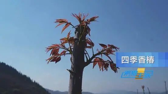 这种“野菜”，一斤卖到120元！还会继续涨？