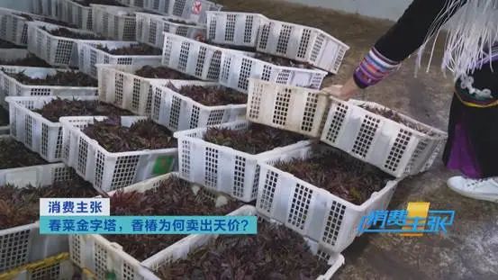 这种“野菜”，一斤卖到120元！还会继续涨？