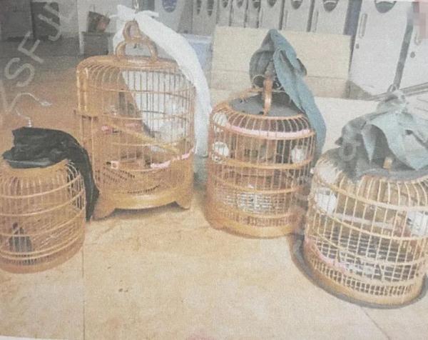 出售4只画眉鸟，结果被判刑了…