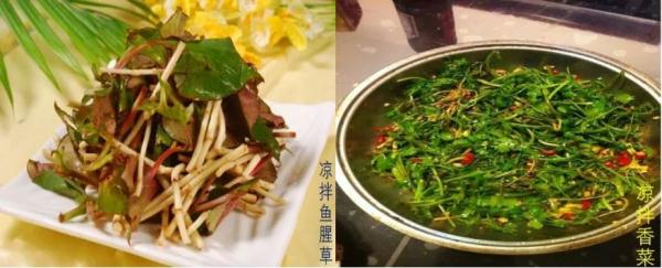 桂林女子肝脏被吃掉三分之一，“凶手”十分罕见，爱吃鱼腥草的人要注意