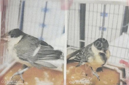 男子出售4只画眉鸟获刑