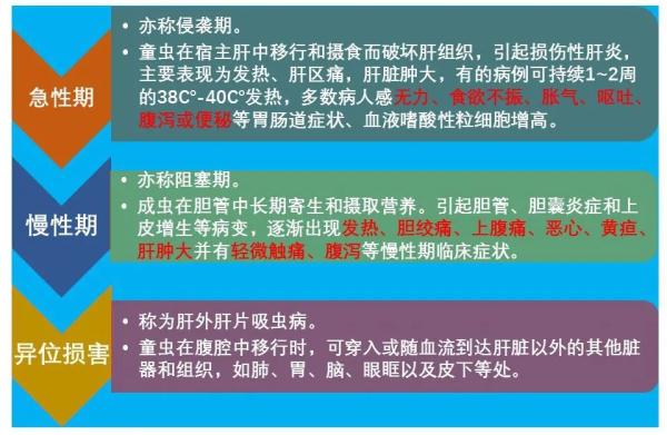 桂林女子肝脏被吃掉三分之一，“凶手”十分罕见，爱吃鱼腥草的人要注意