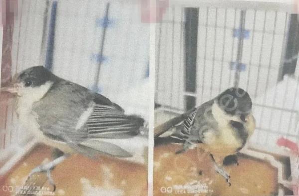 出售4只画眉鸟,他被判刑! 出售4只画眉鸟,他被判刑!