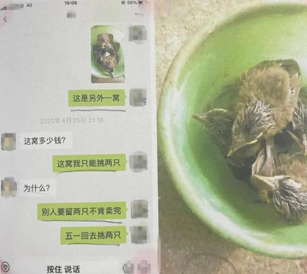 出售4只画眉鸟，结果被判刑了…