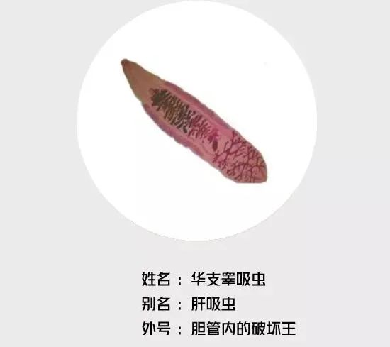 桂林女子肝脏被吃掉三分之一，“凶手”十分罕见，爱吃鱼腥草的人要注意