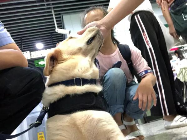 网红警犬“生米”退役了，带它10年的训导员说：“养你一辈子”