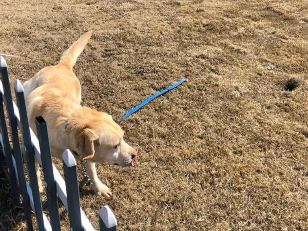 11岁网红警犬“生米”的退休生活：晒太阳、玩网球和减肥