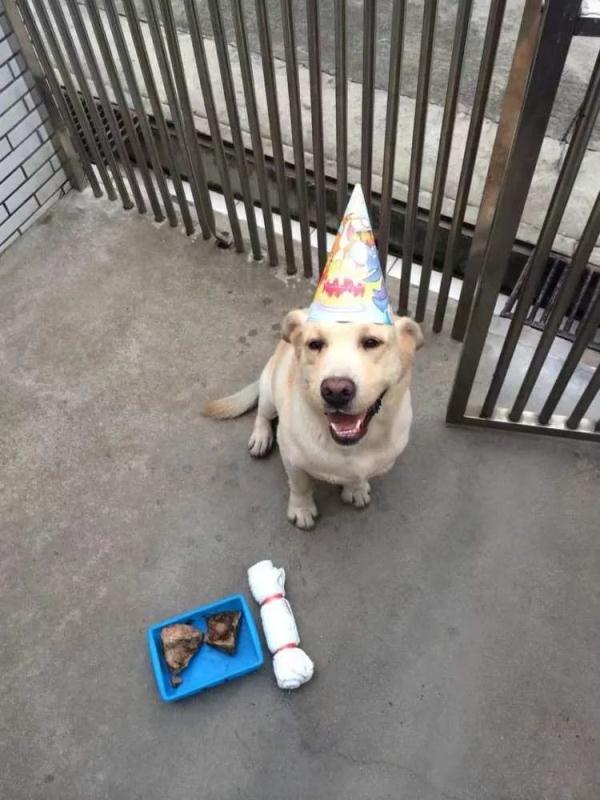 11岁网红警犬“生米”的退休生活：晒太阳、玩网球和减肥