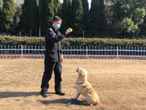 11岁网红警犬“生米”的退休生活：晒太阳、玩网球和减肥