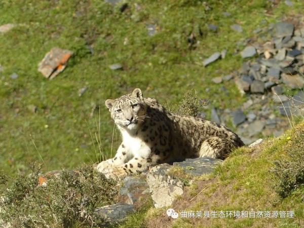 青海玉树壮观一幕！