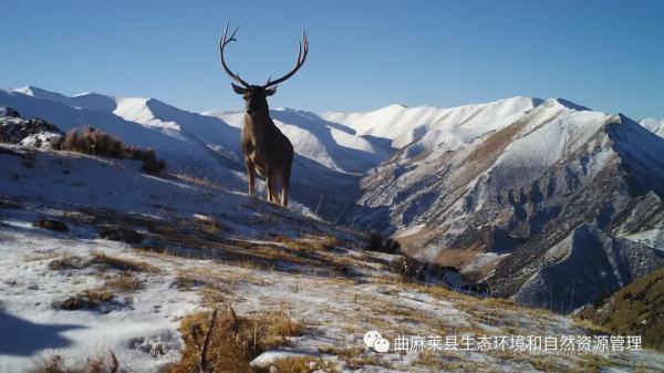 青海玉树壮观一幕！
