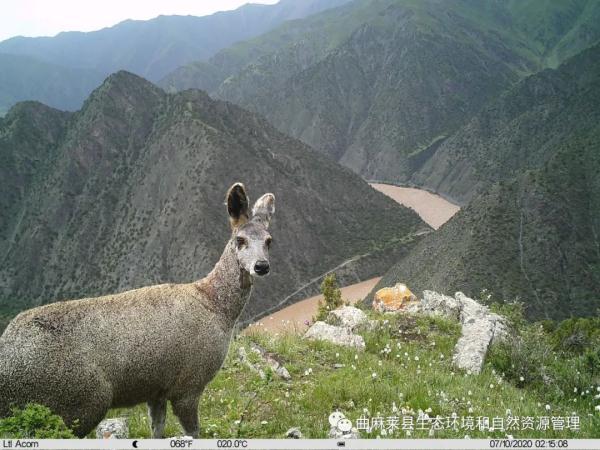 青海玉树壮观一幕！