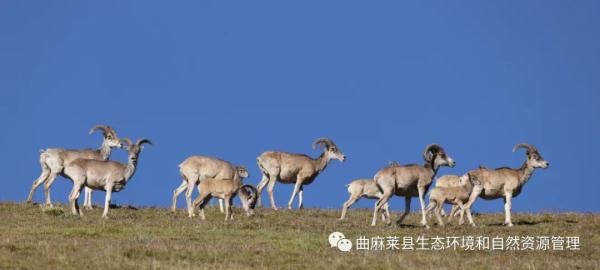 青海玉树壮观一幕！