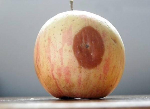 所以一旦发现水果有冻伤或碰伤的情况,就不建议再使用.