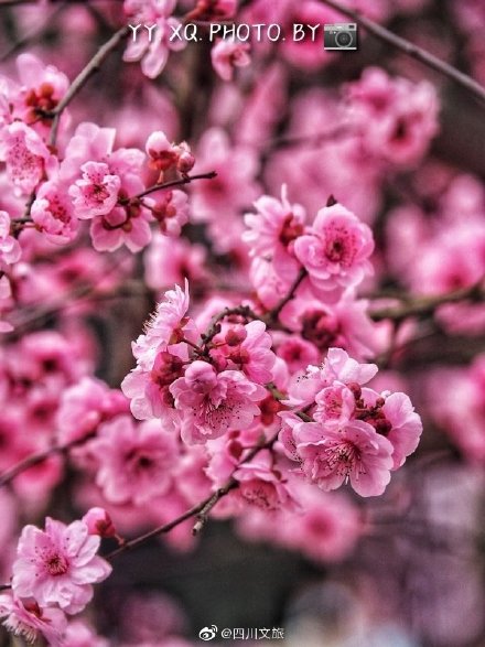 成都这片樱花漫天飞舞