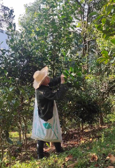 西双版纳基诺山春茶开采了 西双版纳基诺山春茶开采了