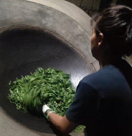 西双版纳基诺山春茶开采了 西双版纳基诺山春茶开采了