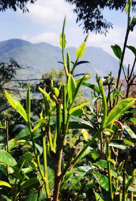 西双版纳基诺山春茶开采了 西双版纳基诺山春茶开采了